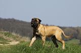 BULLMASTIFF 412